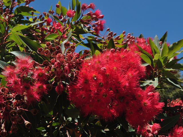 Red Flowering Gum@A