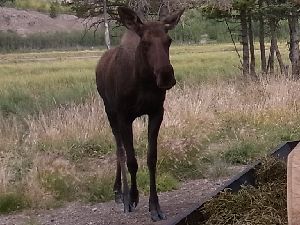 wWJ(moose)