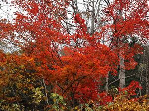 紅葉 照葉峡