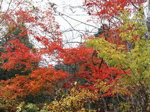 赤の紅葉 照葉峡