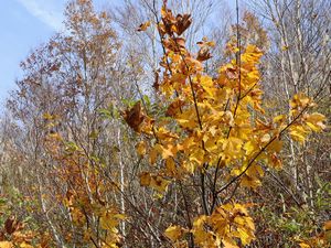 紅葉 苗場ドラゴンドラ山頂駅