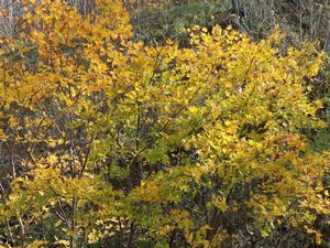 黄の紅葉 山頂駅