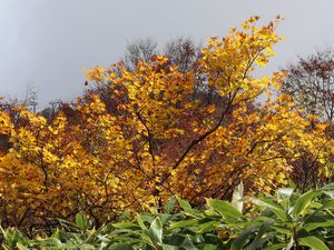 黄の紅葉 天神平