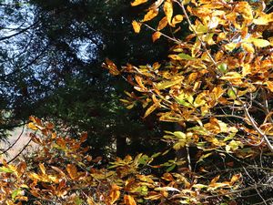 黄の紅葉 湯之谷峡谷