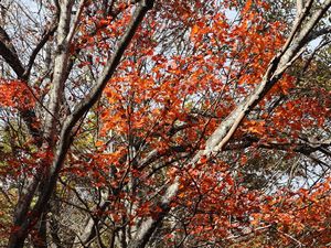 赤の紅葉 紅葉ロード