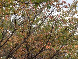 黄の紅葉 諏訪峡