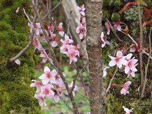 トウカイザクラ 富山県中央植物園