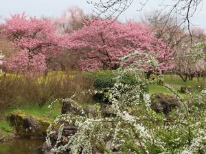 桜とユキヤナギ