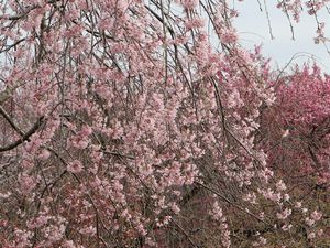 しだれ桜