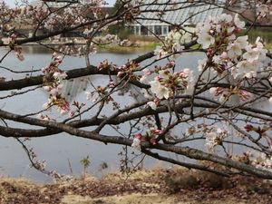 池と桜