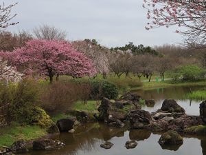 桜と池