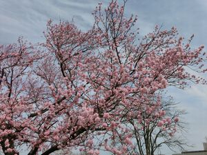 エドヒガン 呉羽山公園