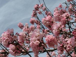 エドヒガン 花びら