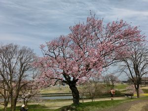 エドヒガンと青空