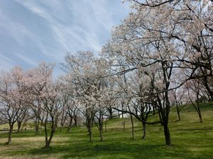 青空とエドヒガン