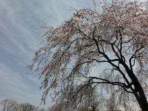 エドヒガンと青空