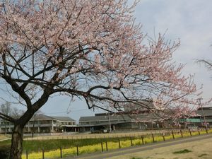 エドヒガンと菜の花