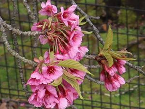 平七桜　富山県中央植物園