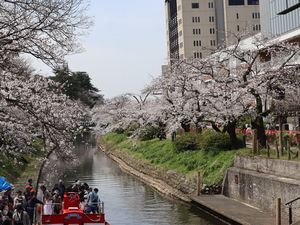 桜を愛でる遊覧船出発 松川公園