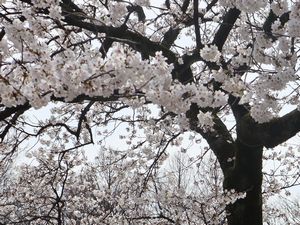 満開のソメイヨシノ