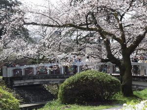 ソメイヨシノ 橋