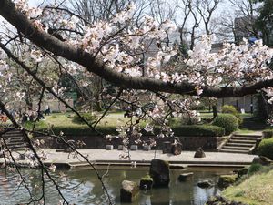 桜と川