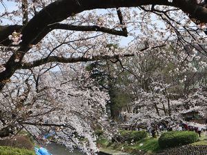 満開の桜