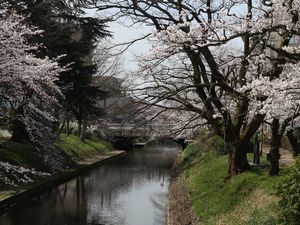 松川辺りに咲く桜