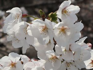 ソメイヨシノ 花びら