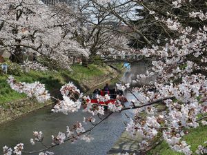桜と松川