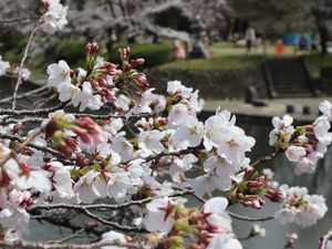 桜の花と松川