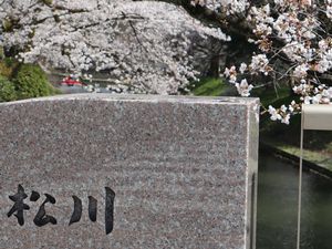 松川の案内板と桜