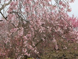 エドヒガンイトザクラ 富山県中央植物園