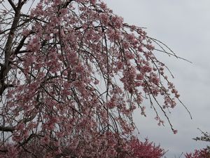 しだれ桜