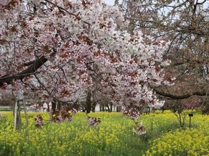 菜の花と伊豆多賀白