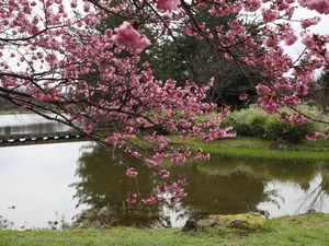 桜と池