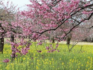 菜の花と桜