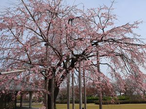 しだれ桜 水墨画美術館