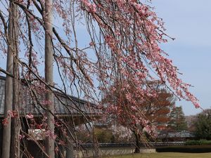 しだれ桜