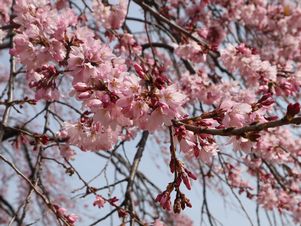 しだれ桜 花びら