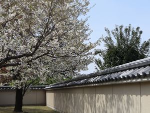 桜と塀