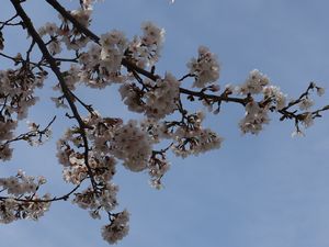 桜の花と青空