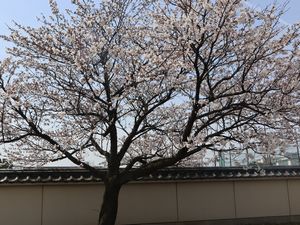 塀と桜