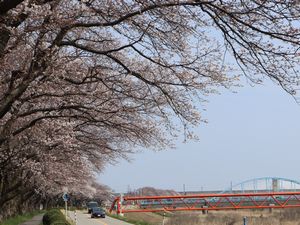 神通川左岸のソメイヨシノ