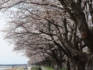 ソメイヨシノ 神通川左岸