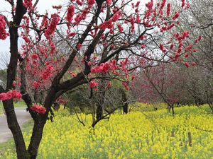ハナモモ 寒緋桃 菜の花 富山県中央植物園
