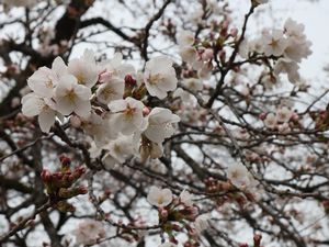 桜の花