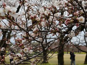 桜