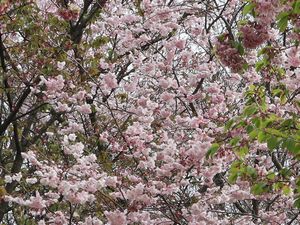 桜