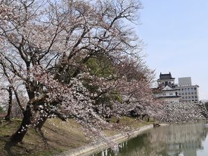 ソメイヨシノ 富山城址公園
